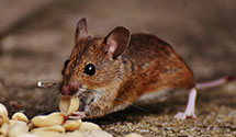 24 Hour & Emergency Exterminators in Hilltop, NC